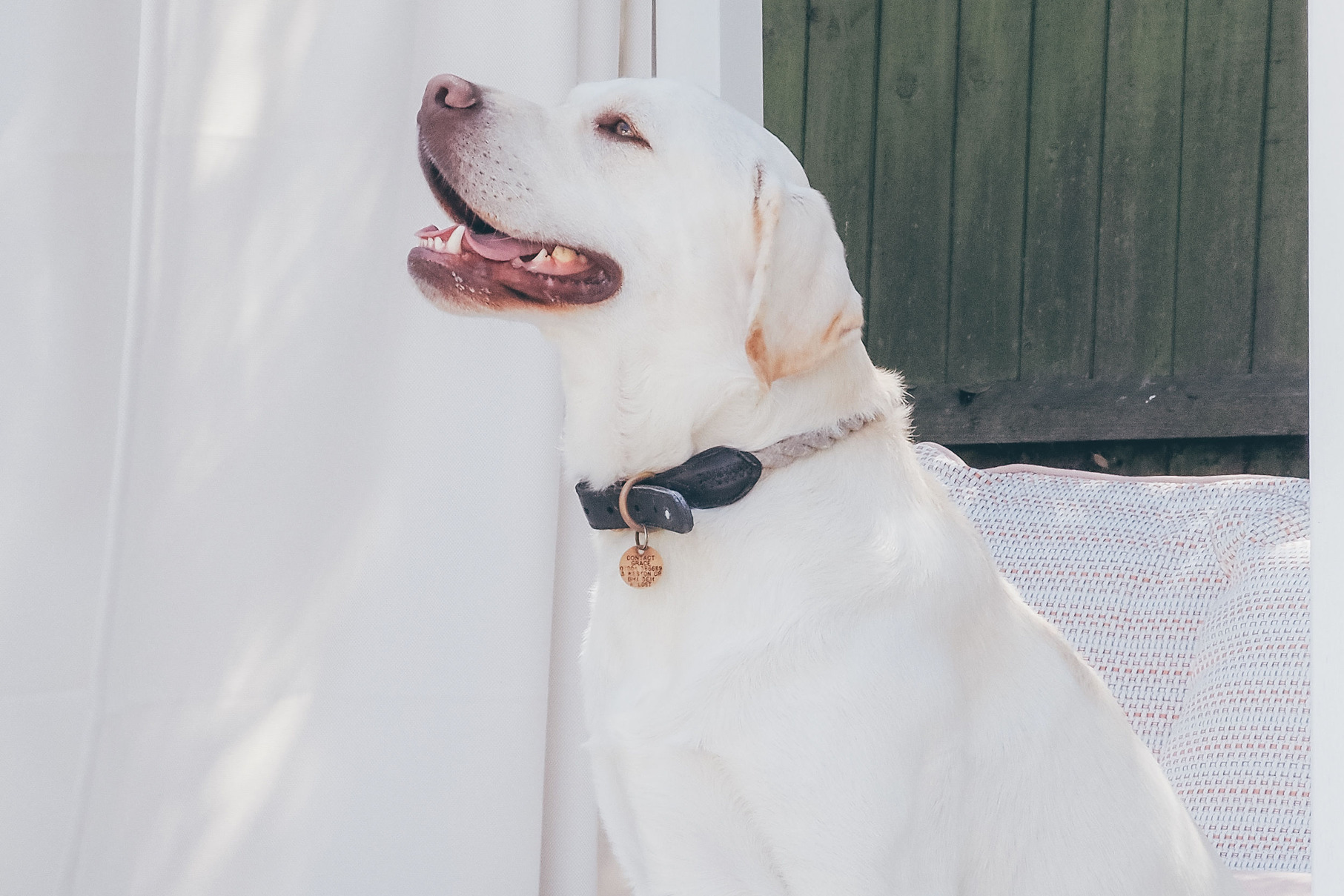 Dog friendly hotels at THE NICI